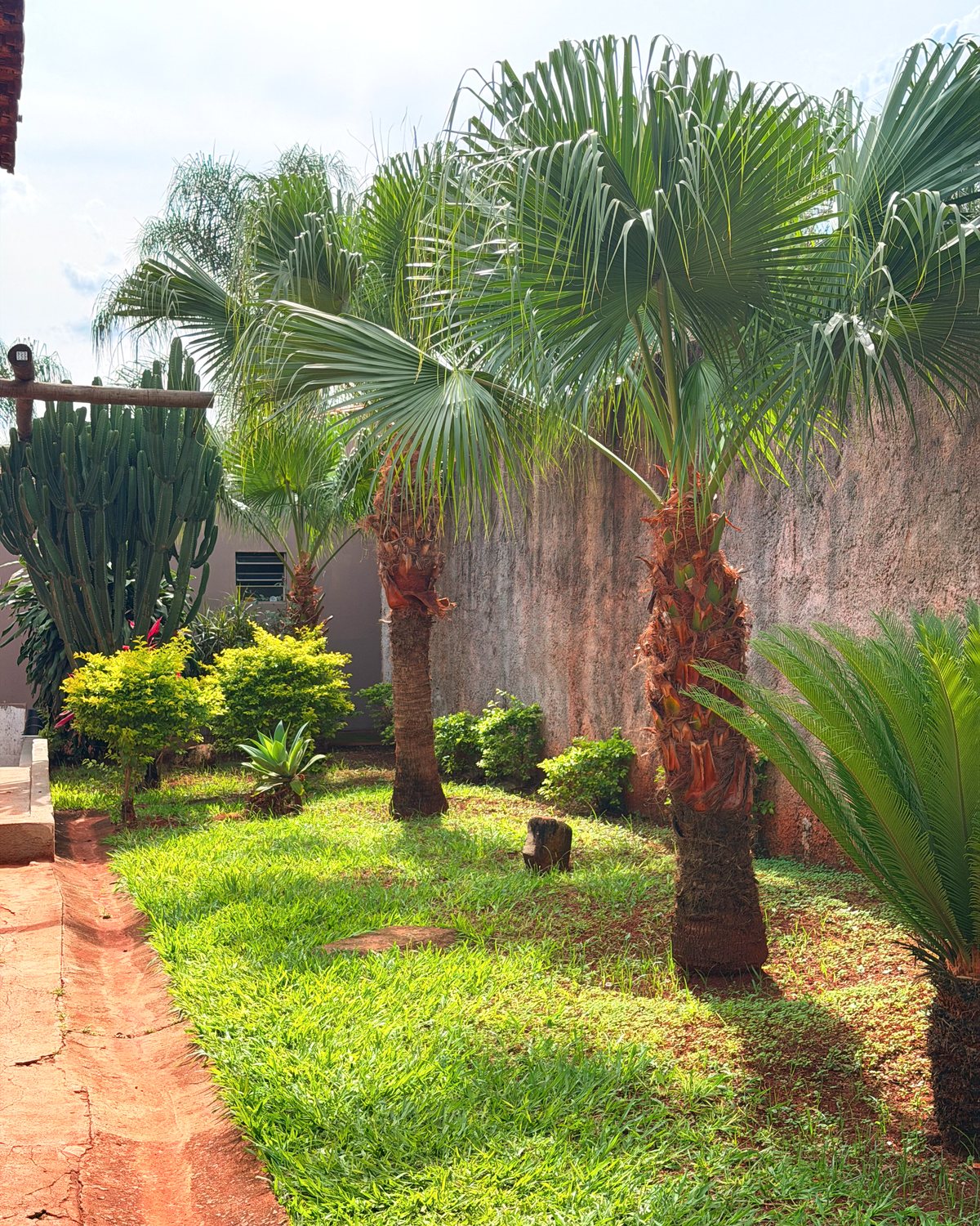 Jardim com palmeiras do Centro Lócus